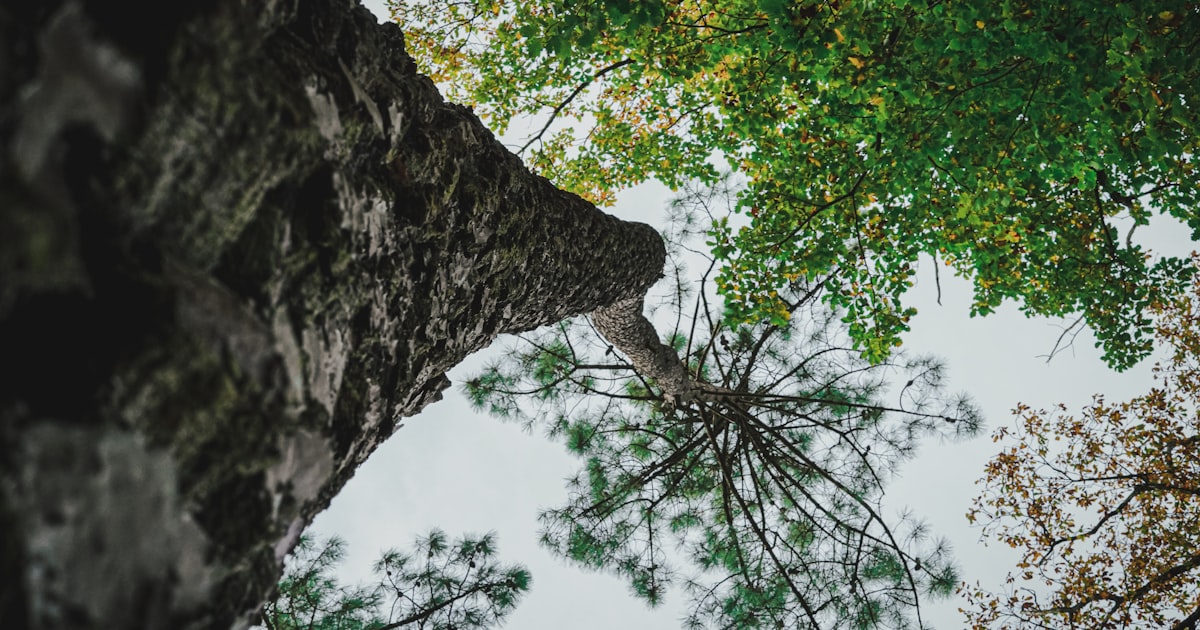 Choosing the Right Arborist
