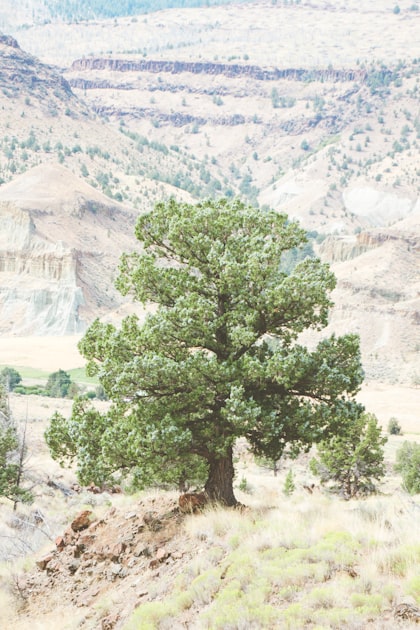 Benefits of Tree Planting