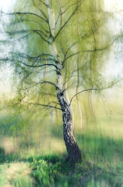 Seasonal Tree Care Tips